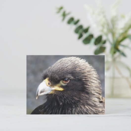 CARTE POSTALE AIGLE (Debout devant)