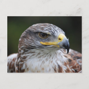 Carte Postale Aigle