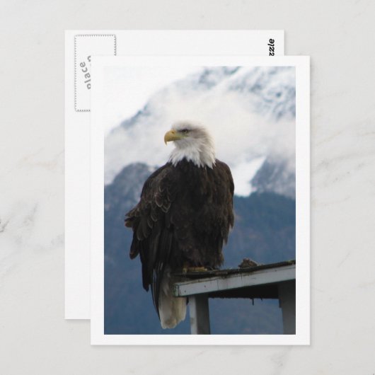 Carte Postale Aigle (Devant / Derrière)