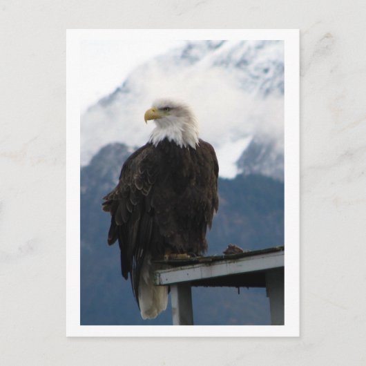 Carte Postale Aigle (Devant)