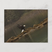 Carte Postale Aigle (Devant)