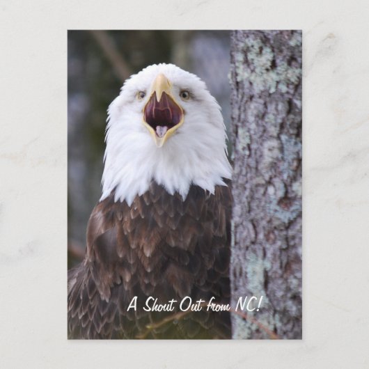 Carte Postale Aigle (Devant)