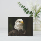 Carte Postale Aigle (Debout devant)
