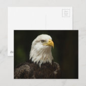 Carte Postale Aigle (Devant / Derrière)