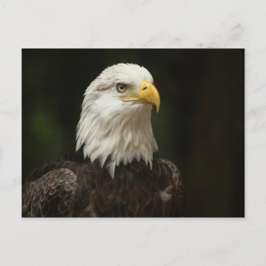 Carte Postale Aigle (Devant)