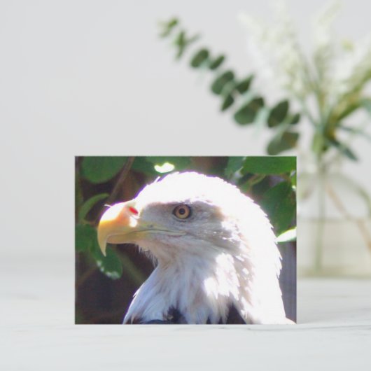 Carte Postale Aigle (Debout devant)