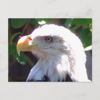 Carte Postale Aigle