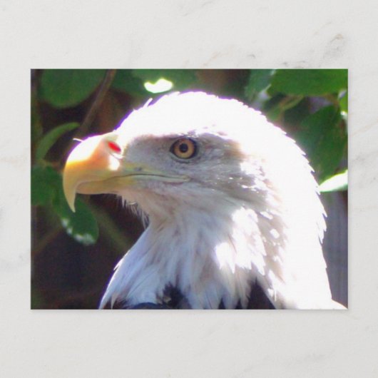 Carte Postale Aigle (Devant)
