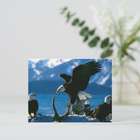 Carte Postale Aigle 19 (Debout devant)