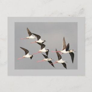 Carte Postale Aigle à ailes noires
