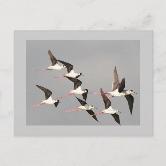 Carte Postale Aigle à ailes noires (Devant)