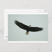 Carte Postale Aigle à chaume (Devant / Derrière)