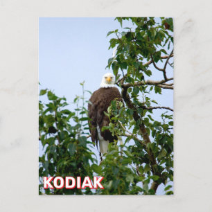 Carte Postale Aigle À Kodiak, Alaska