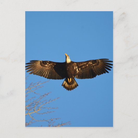 Carte Postale Aigle à tête blanche (Devant)