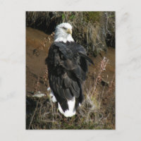 Aigle à tête blanche adulte sur la montagne Ballyh