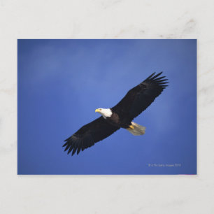 Carte Postale Aigle à tête blanche, Alaska