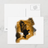 Carte Postale Aigle à tête blanche américaine (Devant / Derrière)