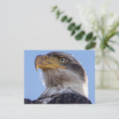 Carte Postale Aigle à tête blanche américaine (Debout devant)