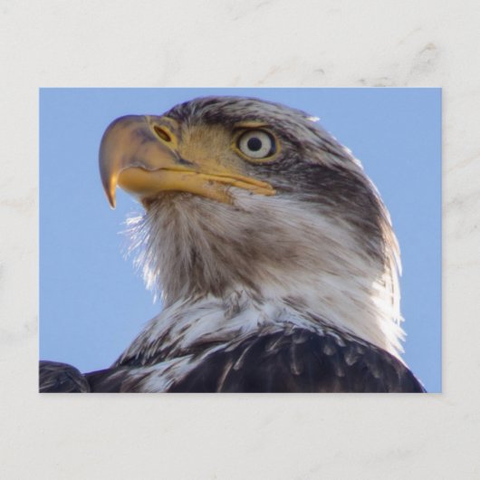 Carte Postale Aigle à tête blanche américaine (Devant)