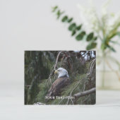 Carte Postale Aigle à tête blanche américaine (Debout devant)