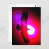 Carte Postale Aigle à tête blanche américaine (Devant / Derrière)