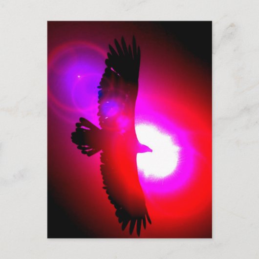 Carte Postale Aigle à tête blanche américaine (Devant)