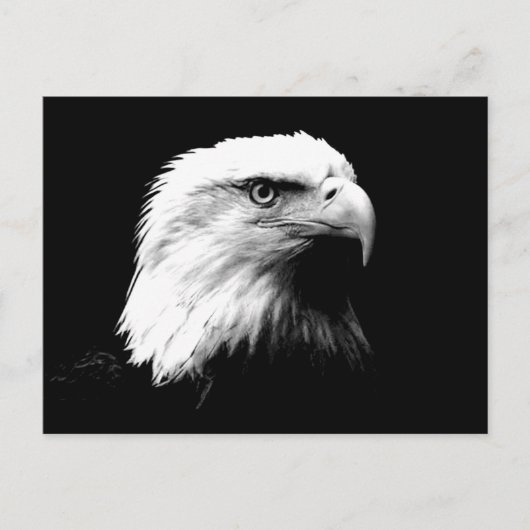 Carte Postale Aigle à tête blanche américaine (Devant)