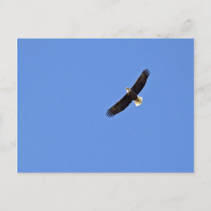 Carte Postale Aigle à tête blanche américaine