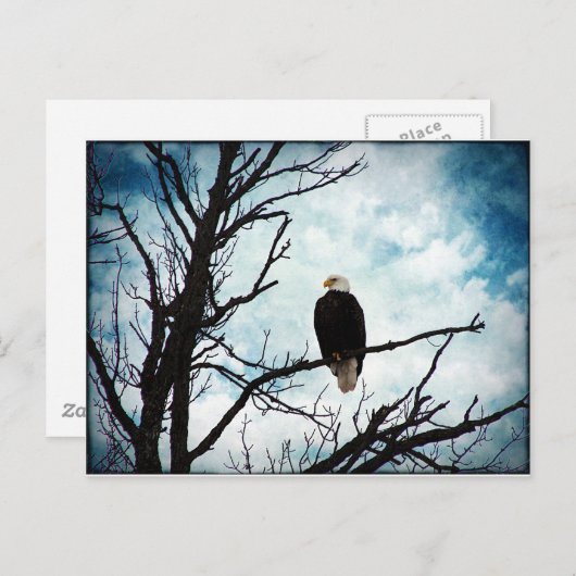 Carte Postale Aigle à tête blanche dans un arbre avec ciel bleu (Devant / Derrière)
