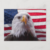 Carte Postale Aigle à tête blanche et drapeau américain (Devant)