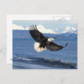 Carte Postale aigle à tête blanche, Haliaeetus leuccocephalus en (Devant / Derrière)