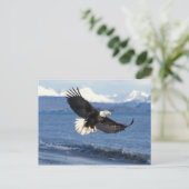 Carte Postale aigle à tête blanche, Haliaeetus leuccocephalus en (Debout devant)