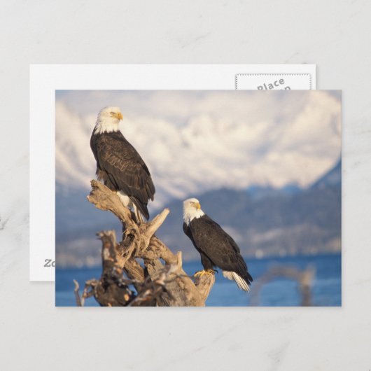 Carte Postale aigle à tête blanche, Haliaeetus leuccocephalus, p (Devant / Derrière)