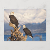 Carte Postale aigle à tête blanche, Haliaeetus leuccocephalus, p (Devant)