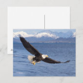 Carte Postale aigle à tête blanche, Haliaeetus leucocephalus, en (Devant / Derrière)