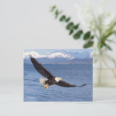 Carte Postale aigle à tête blanche, Haliaeetus leucocephalus, en (Debout devant)