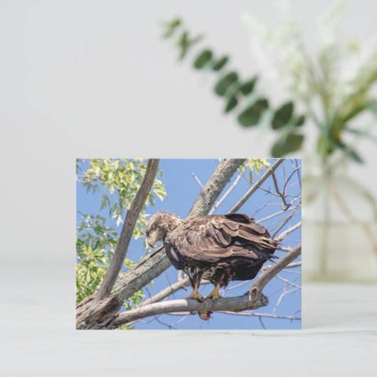 Carte Postale Aigle à tête blanche immature avec poisson-chat (Debout devant)
