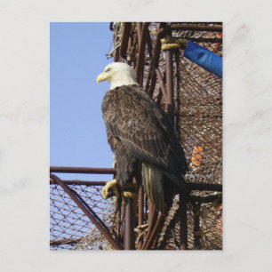 Carte Postale Aigle à tête blanche perché sur des pots de crabe