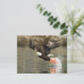 Carte Postale Aigle à tête plate (Debout devant)