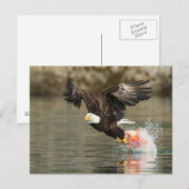 Carte Postale Aigle à tête plate (Devant / Derrière)