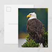 Carte Postale Aigle américain perché (Devant / Derrière)