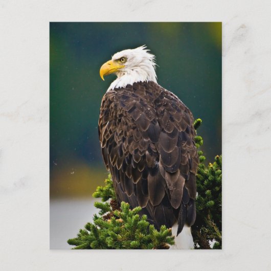 Carte Postale Aigle américain perché (Devant)