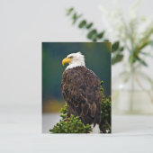 Carte Postale Aigle américain perché (Debout devant)