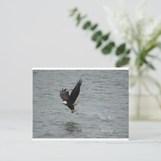Carte Postale Aigle attrapant un poisson (Debout devant)