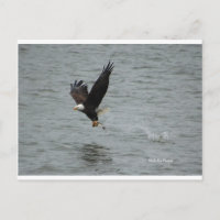Aigle attrapant un poisson