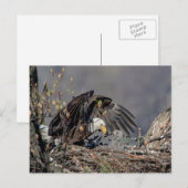 Carte Postale Aigle avec son bébé (Devant / Derrière)