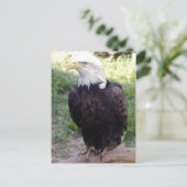Carte Postale aigle bald4x6 (Debout devant)