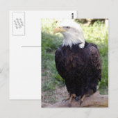 Carte Postale aigle bald4x6 (Devant / Derrière)