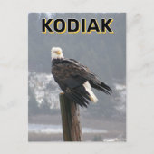 Carte Postale Aigle Bald À Kodiak, Alaska (Devant)