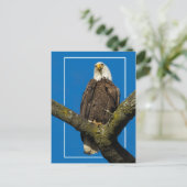 Carte Postale Aigle Bald Avec Bordure (Debout devant)